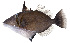  ( - MOH-196)  @11 [ ] CreativeCommons  Attribution Non-Commercial (by-nc) (2008) Unspecified Smithsonian Institution National Museum of Natural History