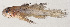  ( - MOH-205)  @11 [ ] CreativeCommons  Attribution Non-Commercial (by-nc) (2008) Unspecified Smithsonian Institution National Museum of Natural History