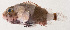  ( - MOH-130)  @11 [ ] CreativeCommons  Attribution Non-Commercial (by-nc) (2008) Unspecified Smithsonian Institution National Museum of Natural History