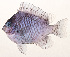  (Dascyllus strasburgi - MOH-117)  @11 [ ] CreativeCommons  Attribution Non-Commercial (by-nc) (2008) Unspecified Smithsonian Institution National Museum of Natural History