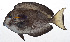  ( - MOH-116)  @11 [ ] CreativeCommons  Attribution Non-Commercial (by-nc) (2008) Unspecified Smithsonian Institution National Museum of Natural History