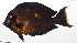  ( - MOH-122)  @11 [ ] CreativeCommons  Attribution Non-Commercial (by-nc) (2008) Unspecified Smithsonian Institution National Museum of Natural History