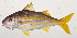  ( - MOH-142)  @11 [ ] CreativeCommons  Attribution Non-Commercial (by-nc) (2008) Unspecified Smithsonian Institution National Museum of Natural History