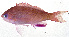  ( - MOH-146)  @11 [ ] CreativeCommons  Attribution Non-Commercial (by-nc) (2008) Unspecified Smithsonian Institution National Museum of Natural History