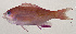  ( - MOH-145)  @11 [ ] CreativeCommons  Attribution Non-Commercial (by-nc) (2008) Unspecified Smithsonian Institution National Museum of Natural History