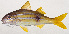  ( - MOH-143)  @11 [ ] CreativeCommons  Attribution Non-Commercial (by-nc) (2008) Unspecified Smithsonian Institution National Museum of Natural History