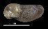  (Vitrininae - MZB 2017-0960-1)  @11 [ ] CreativeCommons - Attribution Share-Alike (2021) Unspecified Museu de Ciencies Naturals de Barcelona, Zoological Collections