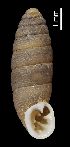  ( - MZB-2017-0722)  @11 [ ] CreativeCommons - Attribution Share-Alike (2021) Unspecified Museu de Ciencies Naturals de Barcelona, Zoological Collections