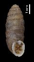  ( - MZB-2017-0727)  @11 [ ] CreativeCommons - Attribution Share-Alike (2021) Unspecified Museu de Ciencies Naturals de Barcelona, Zoological Collections
