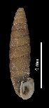  (Abida secale affinis - MZB 2017-0729-1)  @11 [ ] CreativeCommons - Attribution Share-Alike (2019) Unspecified Museu de Ciencies Naturals de Barcelona - Zoology