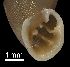  ( - MZB 2017-0730-1)  @11 [ ] CreativeCommons - Attribution Share-Alike (2019) Unspecified Museu de Ciencies Naturals de Barcelona - Zoology