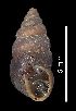  ( - MZB 2017-0782-2)  @11 [ ] CreativeCommons - Attribution Share-Alike (2019) Unspecified Museu de Ciencies Naturals de Barcelona - Zoology