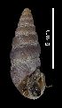  ( - MZB 2017-0791-4)  @11 [ ] CreativeCommons - Attribution Share-Alike (2019) Unspecified Museu de Ciencies Naturals de Barcelona - Zoology