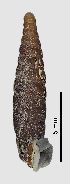  ( - MZB 2017-0800-2)  @11 [ ] CreativeCommons - Attribution Share-Alike (2019) Unspecified Museu de Ciencies Naturals de Barcelona - Zoology