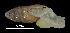  ( - MZB 2017-0850-2)  @11 [ ] CreativeCommons - Attribution Share-Alike (2019) Unspecified Museu de Ciencies Naturals de Barcelona - Zoology