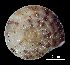  (Helicigona lapicida andorrica - MZB 2017-0867-3)  @11 [ ] CreativeCommons - Attribution Share-Alike (2019) Unspecified Museu de Ciencies Naturals de Barcelona - Zoology