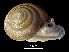 ( - MZB 2017-0879-2)  @11 [ ] CreativeCommons - Attribution Share-Alike (2019) Unspecified Museu de Ciencies Naturals de Barcelona - Zoology