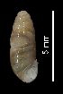  ( - MZB 2017-0882-2)  @11 [ ] CreativeCommons - Attribution Share-Alike (2019) Unspecified Museu de Ciencies Naturals de Barcelona - Zoology