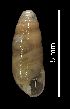  (Gomphroa - MZB 2017-0882-1)  @11 [ ] CreativeCommons - Attribution Share-Alike (2019) Unspecified Museu de Ciencies Naturals de Barcelona - Zoology