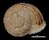  (Iberus - MZB 2017-0883-1)  @11 [ ] CreativeCommons - Attribution Share-Alike (2021) Unspecified Museu de Ciencies Naturals de Barcelona, Zoological Collections