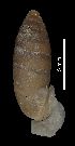  ( - MZB 2017-0885-2)  @11 [ ] CreativeCommons - Attribution Share-Alike (2019) Unspecified Museu de Ciencies Naturals de Barcelona - Zoology