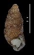  ( - MZB 2017-0902-2)  @11 [ ] CreativeCommons - Attribution Share-Alike (2019) Unspecified Museu de Ciencies Naturals de Barcelona - Zoology