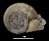  ( - MZB 2017-0908-1)  @11 [ ] CreativeCommons - Attribution Share-Alike (2019) Unspecified Museu de Ciencies Naturals de Barcelona - Zoology