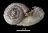  ( - MZB 2017-0908-2)  @11 [ ] CreativeCommons - Attribution Share-Alike (2019) Unspecified Museu de Ciencies Naturals de Barcelona - Zoology