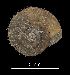  ( - MZB 2017-0909-2)  @11 [ ] CreativeCommons - Attribution Share-Alike (2019) Unspecified Museu de Ciencies Naturals de Barcelona - Zoology