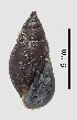  ( - MZB 2017-0919-2)  @11 [ ] CreativeCommons - Attribution Share-Alike (2019) Unspecified Museu de Ciencies Naturals de Barcelona - Zoology