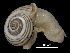  (Pseudotachea - MZB 2017-0939-1)  @11 [ ] CreativeCommons - Attribution Share-Alike (2021) Unspecified Museu de Ciencies Naturals de Barcelona, Zoological Collections