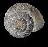  (Pyrenaearia - MZB 2017-0948-1)  @11 [ ] CreativeCommons - Attribution Share-Alike (2019) Unspecified Museu de Ciencies Naturals de Barcelona - Zoology