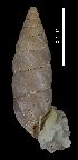  ( - MZB 2017-0961-5)  @11 [ ] CreativeCommons - Attribution Share-Alike (2019) Unspecified Museu de Ciencies Naturals de Barcelona - Zoology