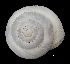  ( - MZB 2017-0964-3)  @11 [ ] CreativeCommons - Attribution Share-Alike (2021) Unspecified Museu de Ciencies Naturals de Barcelona, Zoological Collections