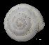  ( - MZB 2017-0964-4)  @11 [ ] CreativeCommons - Attribution Share-Alike (2021) Unspecified Museu de Ciencies Naturals de Barcelona, Zoological Collections