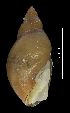  ( - MZB 2017-0966-2)  @11 [ ] CreativeCommons - Attribution Share-Alike (2019) Unspecified Museu de Ciencies Naturals de Barcelona - Zoology