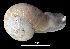  ( - MZB 2017-0970-2)  @11 [ ] CreativeCommons - Attribution Share-Alike (2019) Unspecified Museu de Ciencies Naturals de Barcelona - Zoology