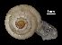  ( - MZB 2017-0978-1)  @11 [ ] CreativeCommons - Attribution Share-Alike (2021) Unspecified Museu de Ciencies Naturals de Barcelona, Zoological Collections