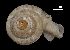  ( - MZB 2017-0978-2)  @11 [ ] CreativeCommons - Attribution Share-Alike (2021) Unspecified Museu de Ciencies Naturals de Barcelona, Zoological Collections