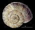  ( - MZB 2017-1002-1)  @11 [ ] CreativeCommons - Attribution Share-Alike (2019) Unspecified Museu de Ciencies Naturals de Barcelona - Zoology