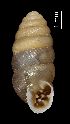  (Abida secale peteri - MZB-2017-1602)  @11 [ ] CreativeCommons - Attribution Share-Alike (2021) Unspecified Museu de Ciencies Naturals de Barcelona, Zoological Collections