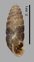  (Abida secale cadiensis - MZB-2017-1603)  @11 [ ] CreativeCommons - Attribution Share-Alike (2021) Unspecified Museu de Ciencies Naturals de Barcelona, Zoological Collections