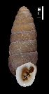  (Abida secale cadica - MZB-2017-1604)  @11 [ ] CreativeCommons - Attribution Share-Alike (2021) Unspecified Museu de Ciencies Naturals de Barcelona, Zoological Collections