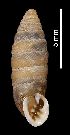  (Abida secale margaridae - MZB-2017-1606)  @11 [ ] CreativeCommons - Attribution Share-Alike (2021) Unspecified Museu de Ciencies Naturals de Barcelona, Zoological Collections