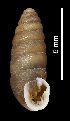  (Abida secale merijni - MZB-2017-1609)  @11 [ ] CreativeCommons - Attribution Share-Alike (2021) Unspecified Museu de Ciencies Naturals de Barcelona, Zoological Collections