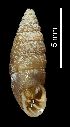  ( - MZB-2017-1729)  @11 [ ] CreativeCommons - Attribution Share-Alike (2021) Unspecified Museu de Ciencies Naturals de Barcelona, Zoological Collections