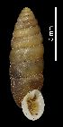  (Abida secale brauniopsis - MZB-2018-0675)  @11 [ ] CreativeCommons - Attribution Share-Alike (2021) Unspecified Museu de Ciencies Naturals de Barcelona, Zoological Collections
