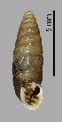  (Abida secale bofilli - MZB-2018-0676)  @11 [ ] CreativeCommons - Attribution Share-Alike (2021) Unspecified Museu de Ciencies Naturals de Barcelona, Zoological Collections