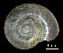  (Plutoniinae - MZB-2019-0738)  @11 [ ] CreativeCommons - Attribution Share-Alike (2021) Unspecified Museu de Ciencies Naturals de Barcelona, Zoological Collections