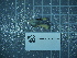  (Arion fagophilus - 2024_328)  @11 [ ] CreativeCommons - Attribution Non-Commercial Share-Alike  Unspecified Unspecified